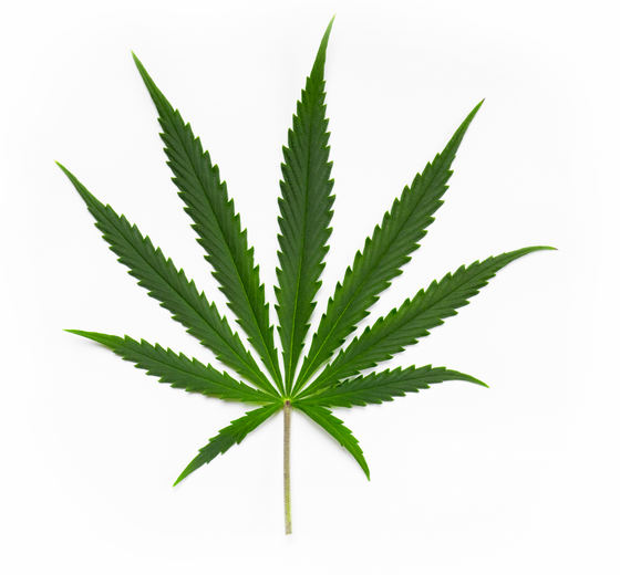Pot Leaf Image Pot Leaf Image