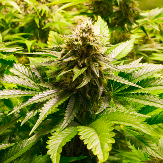 Cannabis Marijuana Flower Plant Photo Cannabis Marijuana Flower Plant Photo