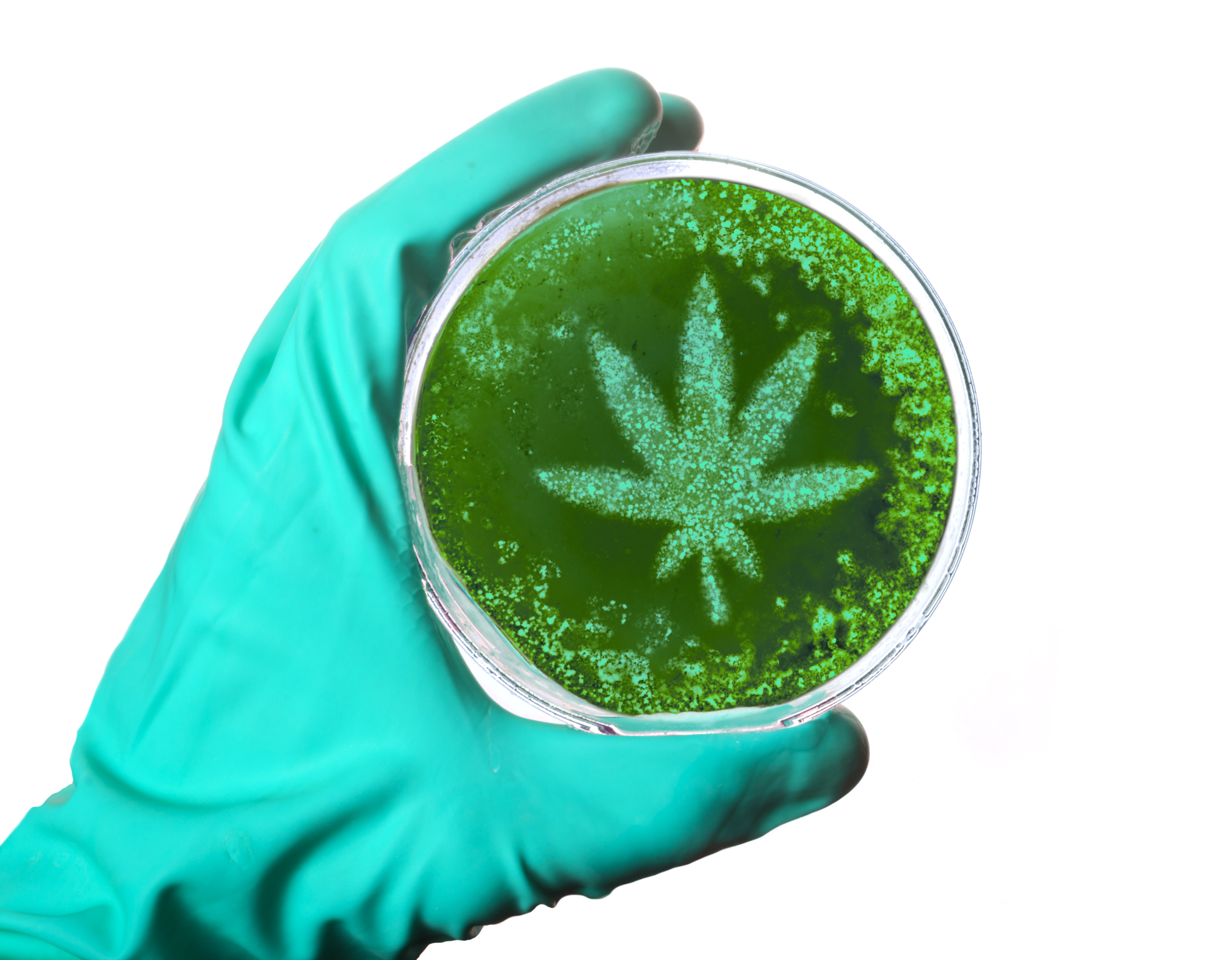 Medical Cannabis Image Medical Cannabis Image